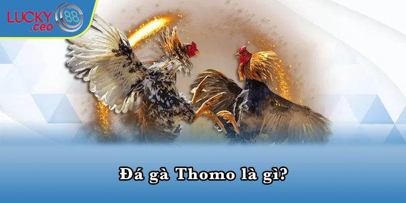 Đá gà Thomo là gì?