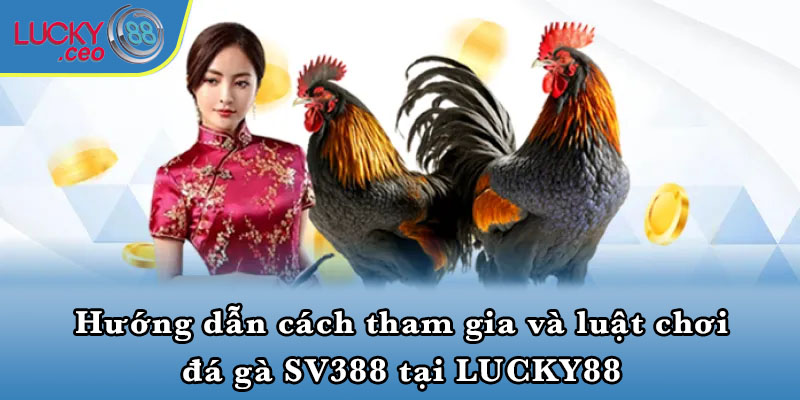 Hướng dẫn cách tham gia và luật chơi đá gà SV388 tại LUCKY88