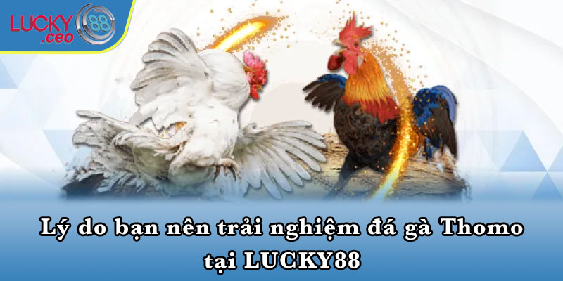 Lý do bạn nên trải nghiệm đá gà Thomo tại LUCKY88