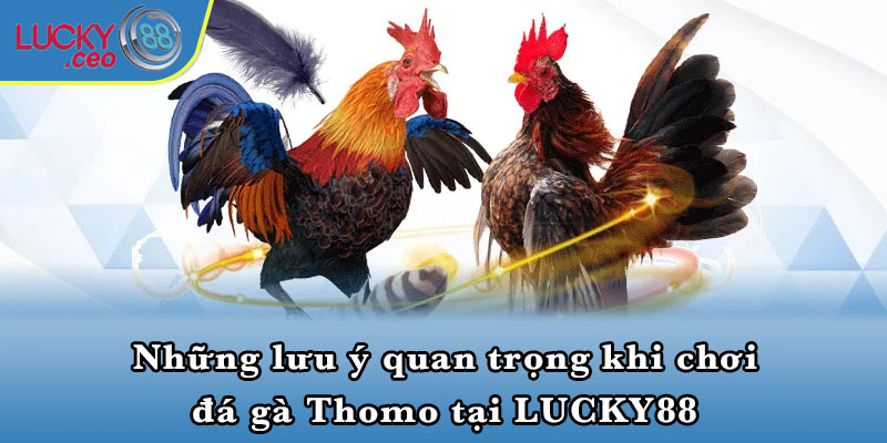 Những lưu ý quan trọng khi chơi đá gà Thomo tại LUCKY88